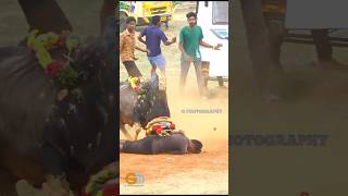 manjuvirattu manjuvirattukadhalan vadamadumanjuvirattu jallikattupalamedu jallikattu [upl. by Gauntlett686]