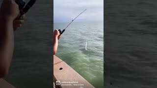 New fishing pier on the Texas coast 🎣 shorts corpuschristi [upl. by Oraneg]