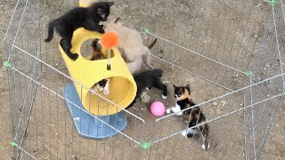 Adorable Kitten Enjoys Lunch in the Garden [upl. by Stargell925]