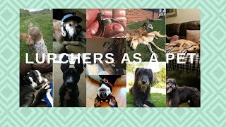 Lurchers as Pets [upl. by Ayn]