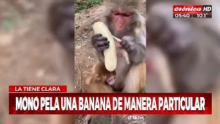 Un mono muy exquisito ¡mirá como pela la banana [upl. by Vidovik]