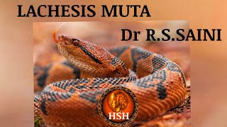 LACHESIS MUTA  Dr R S SAINI hshhomeopathy [upl. by Naivaj]