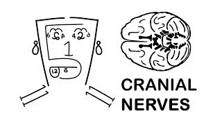 CRANIAL NERVES made easy [upl. by Zippora]