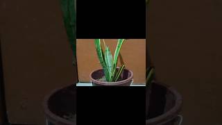 How to propagate snake plant short [upl. by Soloma]