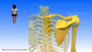 Movements of the Scapula [upl. by Ruthe]