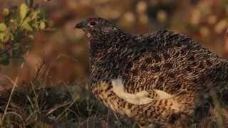 Willow Ptarmigan [upl. by Fulvia]