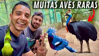 Visitando a criação do Beto Polezel  Casuar  Turacos  Grou coroado  Aves Recriar [upl. by Ttirrem]