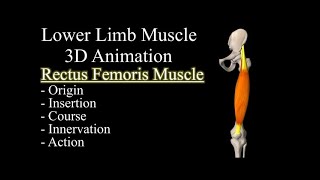 Quadriceps Rectus Femoris 3D Muscle Anatomy Origin Insertion Course Innervation and Function [upl. by Tessie29]