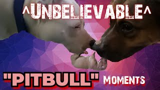 quotPITBULL Mom Helped Her Pregnant Puppy to Deliver her InBred Puppiesquot [upl. by Cordelie]