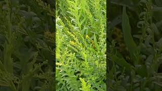 Solidago canadensis  Goldenrod  Asteraceae [upl. by Belcher749]