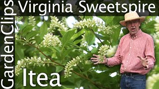 Virginia Sweetspire  Itea virginica  Growing Itea  Fragrant flowering perennial shrub [upl. by Odie]