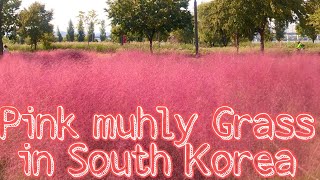 Pink Muhly Grass Bomun Tourist Complex [upl. by Atnauqahs]