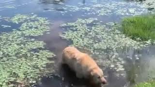 Labrador Golden Retriever Funny Weird Noise Choking Choke Meme Swamp Lake [upl. by Nivla]