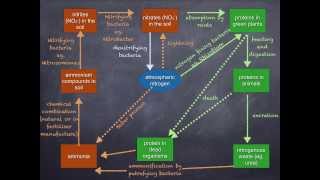 AS level K nitrogen cycle with audio [upl. by Perkins]