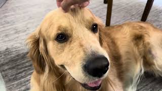 Golden retriever reaction to getting petted [upl. by Nillor]