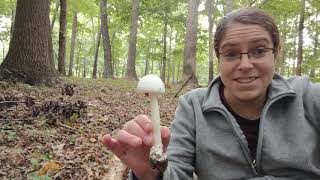 ID destroying angel mushrooms Amanita bisporigera and allies [upl. by Jardena607]