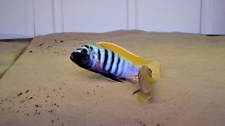 Cynotilapia Zebroides Jalo Reef F1 [upl. by Nyltiac]