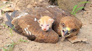 Falcon Adopted Baby Cats after they lost their mother Just unbelieveble [upl. by Elfstan]