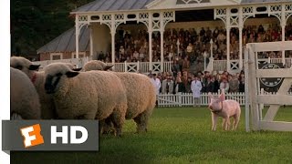 Babe 89 Movie CLIP  The Sheep Pig 1995 HD [upl. by Irneh]