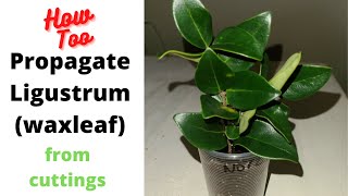 Propagating Ligustrum Waxleaf from cuttings [upl. by Malva572]