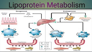 Lipoprotein Metabolism Biochemistry [upl. by Gorton]