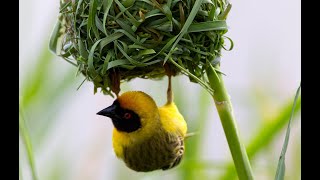 Weaver Bird  Building Nest  How Birds Build Their Nest [upl. by Platt]