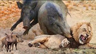 Compilation of classic confrontations Lion vs Warthog [upl. by Batista455]