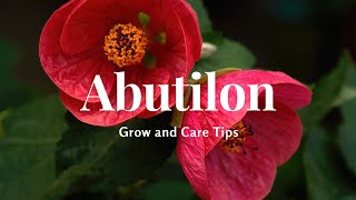 Abutilon Grow and Care Tips [upl. by Idnar]