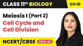 Meiosis I Part 2  Cell Cycle and Cell Division  Class 11 Biology Chapter 10  CBSE 202425 [upl. by Cassondra]