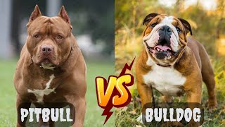 Bulldog vs Pitbull  Which breed will win [upl. by Chema]