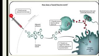 Toxoid Vaccinestypesofvaccinesdifferentmechanismexamplesoftoxoidvaccine [upl. by Willms34]