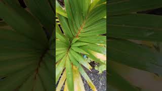 WHAT PLANTS ARE THESE IN JACINTAS LODGING HOUSE SOLANO NUEVA VIZCAYA PHILIPPINES [upl. by Bax]