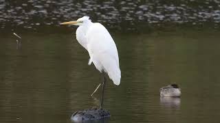 Great Egret  Lochore MCP  Fife  08102024 [upl. by Anilegna]