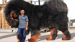 10 Strongest Dogs in the World [upl. by Kotto7]