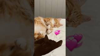 My cats having couvade syndrome 😄 exhausted sympathy cats cat cute furbabies cuddle love [upl. by Dira]