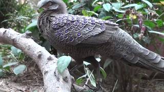 Grey peacock pheasant Polyplectron bicalcaratum [upl. by Mullane]