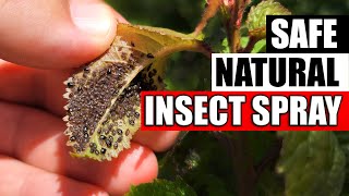 DIY Natural Aphid And Insect Spray [upl. by Ekram]