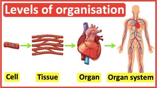 Cells Tissues Organs Organ systems  Level of organisation in organisms  Easy science video [upl. by Arahset]