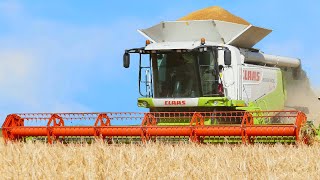 Mega Auftrag Getreideernte ☀️ Claas Lexion Mähdrescher im Einsatz [upl. by Lered]