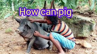 pig farming video।।desi pig farming video।।wak ni video।। [upl. by Quintessa]