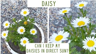 How To Take Care Of Daisy Plants  Repotting Of Daisies  Everything You Should Know About Daisies [upl. by Ibbison]