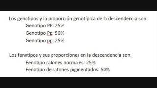 Problemas de genética  Cruce en herencia dominante [upl. by Analak]