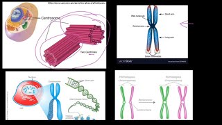 Grade 12 Life Sciences Meiosis Part 1 [upl. by Er]