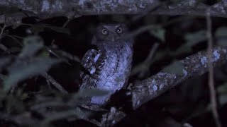 Middle American Screech Owl Calling [upl. by Dunton915]