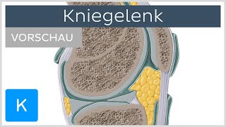 Kniegelenk  Aufbau und Funktion Vorschau  Kenhub [upl. by Caesaria]