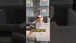 Cek IG wachigeckoidn jika ingin adopt gecko 🫶🏻 atau klik link di bio aja 🔥 [upl. by Ebbarta]