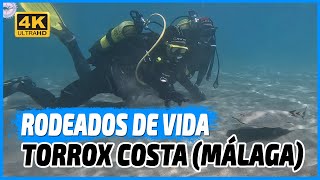 🐠 Descubre el fascinante mundo submarino de Torrox Costa Málaga  Buceo recreativo sepias y más 🌊 [upl. by Coy]