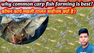 why common carp fish farming is best kaun sa Machhali Palan sabse Achcha hai fishinfo carpfish [upl. by Delly]