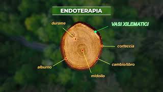 Endoterapia Toscana  La cura degli alberi rispettando lambiente [upl. by Giacopo139]