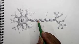 How to draw neuron Cell easy [upl. by Ellednek]